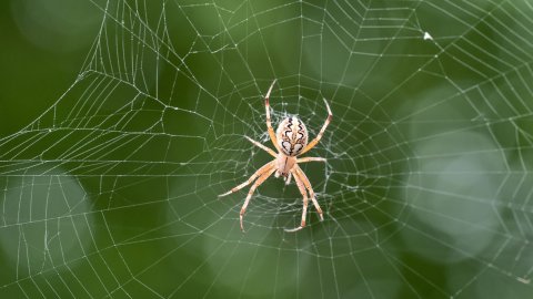 Rüyada Örümcek Görmek Ve Rüyada Büyük Örümcek Görmek