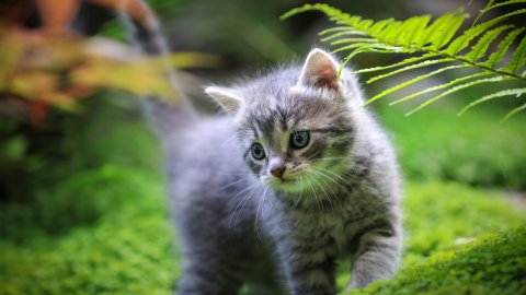 Rüyada Yavru Kedi Görmek Ve Rüyada Yavru Kedi Sevmek