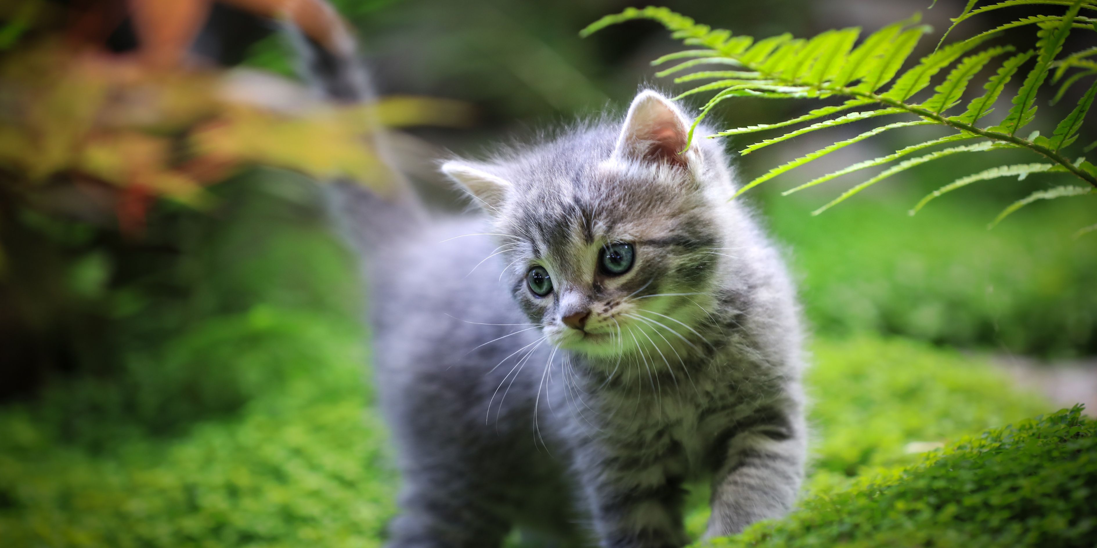 Rüyada Yavru Kedi Görmek Ve Rüyada Yavru Kedi Sevmek
