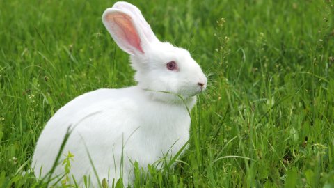 Rüyada Tavşan Görmek Ve Rüyada Tavşan Avlamak