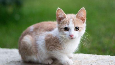 Falda Kedi Görmek Ve Kahve Falında Yavru Kedi Görmek