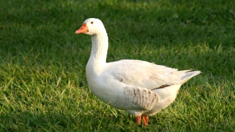 Falda Ördek Görmek Ve Kahve Falında Ördek Yavruları Görmek