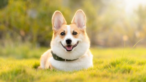 Falda Köpek Görmek Ve Kahve Falında Köpek Sürüsü Görmek