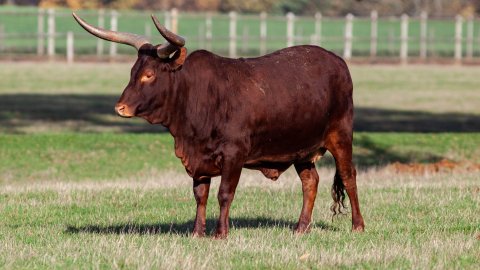 Falda Boğa Görmek Ve Kahve Falında İri Boğa Görmek