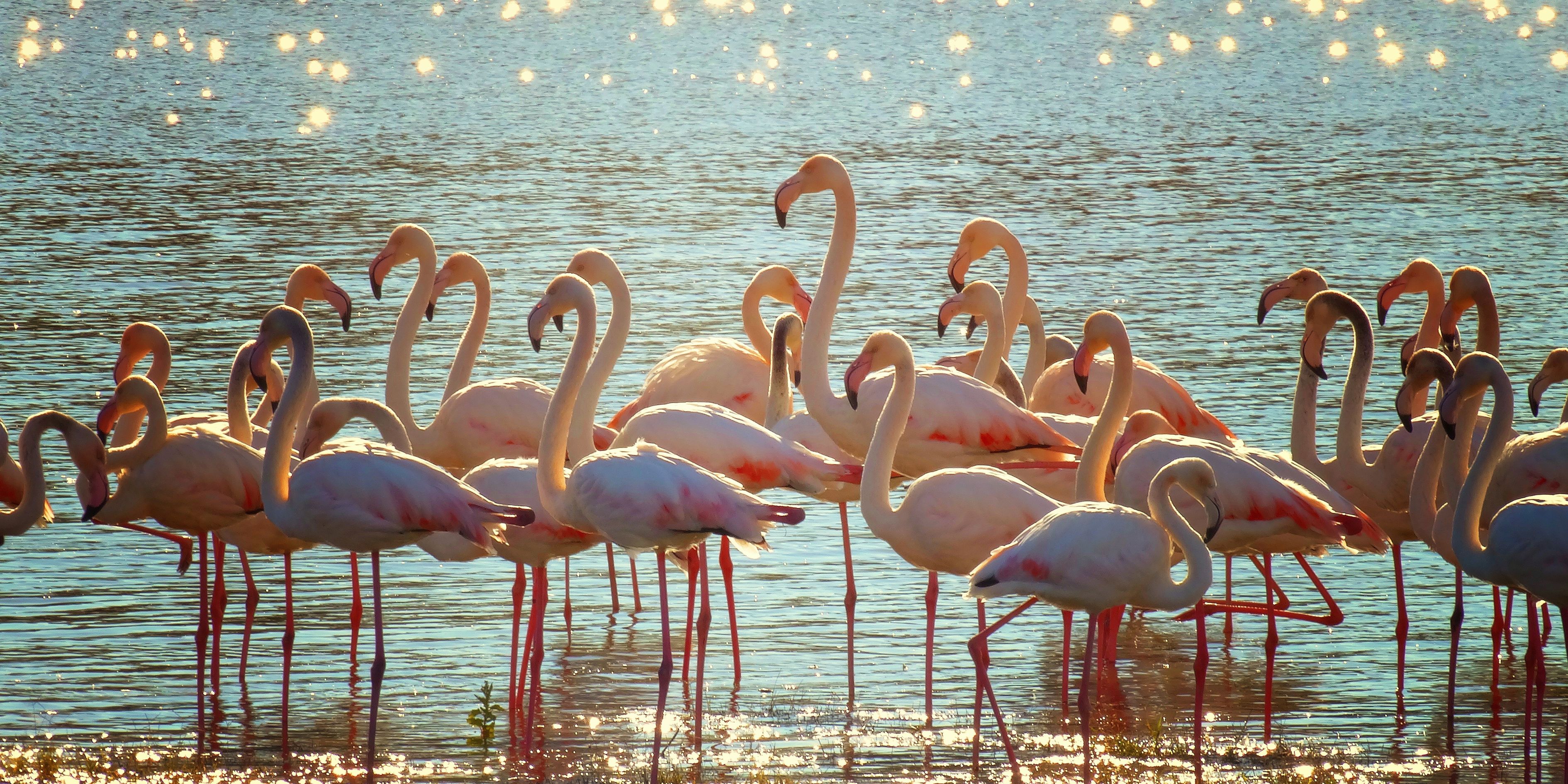 Falda Flamingo Görmek Ve Kahve Falında Büyük Flamingo Görmek