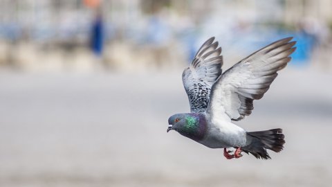 Falda Güvercin Görmek Ne Anlama Gelir?