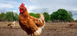 Kahve Falında Tavuk Görmek Nedir?